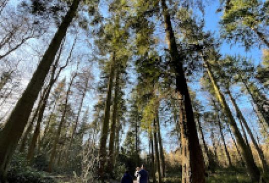 National Trust - Dudmaston: Comer Woods景点图片