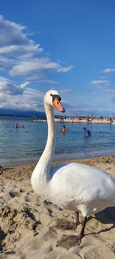 宝贝沙滩-日内瓦