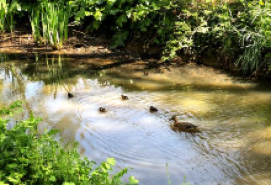 Afton Park景点图片