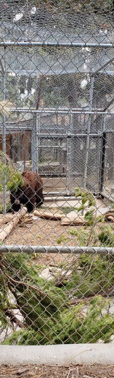 大熊湖动物园-大熊湖