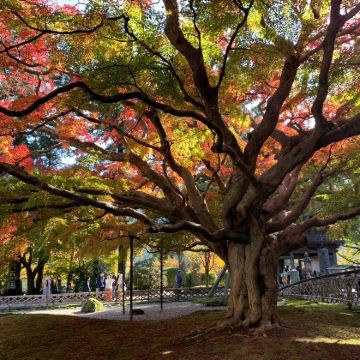日本九州+福冈+丝岛市4日3晚私家团