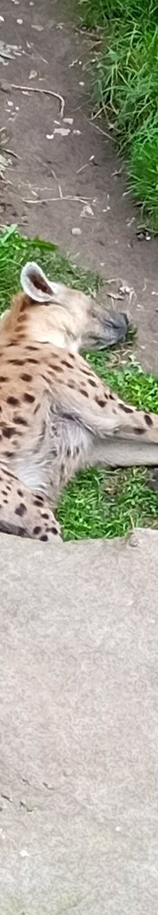 Chemnitz Zoo-开姆尼茨