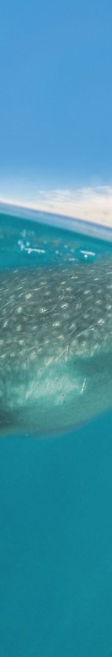 神圣之地 - 卡波探险-拉巴斯