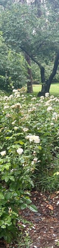 Danube Park-诺维萨德