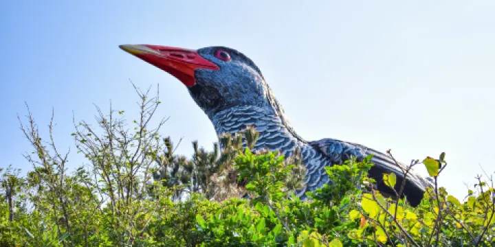 山原秧雞觀景台