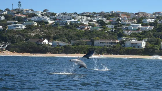 Ocean Safaris