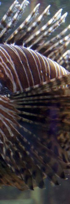 基尔水族馆-基尔