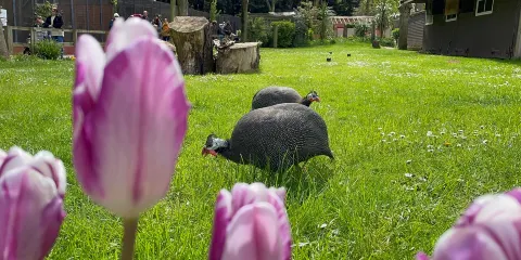 Kirkleatham Owl Center