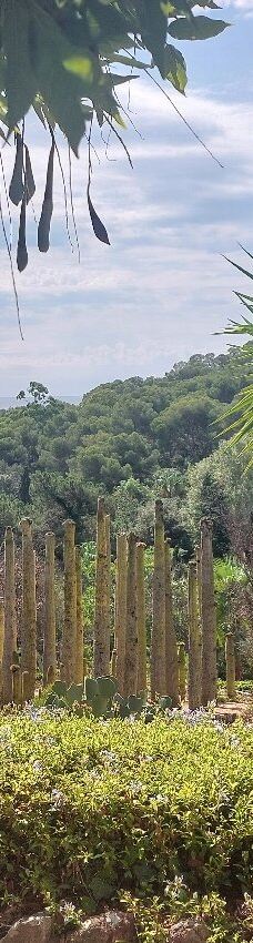 Jardí Botànic Tropical Paratge Pinya de Rosa-布拉内斯