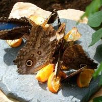 格雷文马赫图片