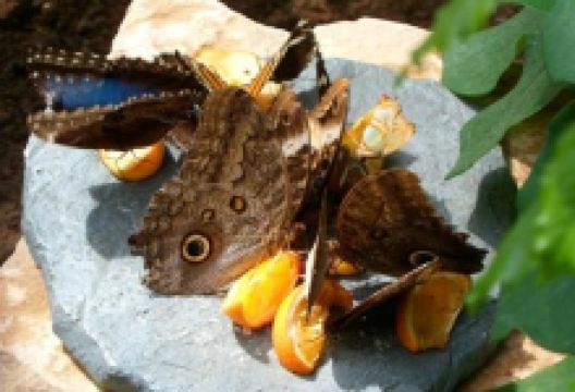 蝴蝶园景点图片