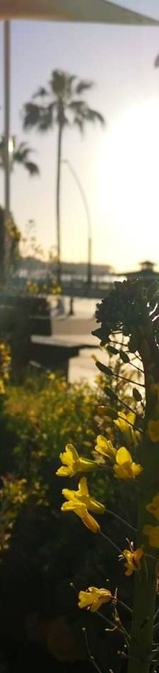 Paseo Maritimo de Estepona-埃斯特波纳