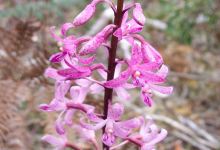 Penola Conservation Park景点图片