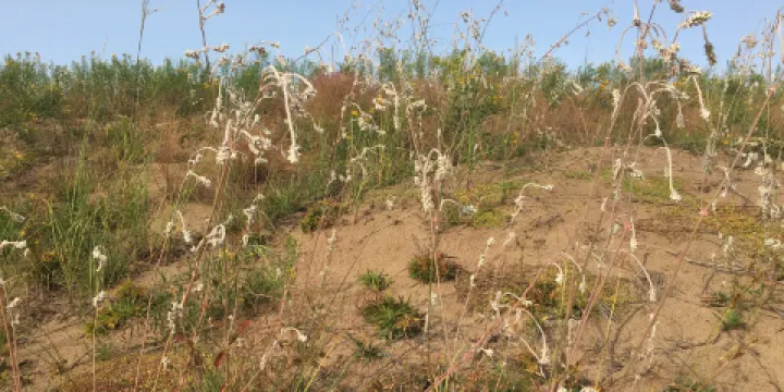 Sand Dunes Natural History Area