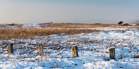 トイトッキ浜野生植物羣落