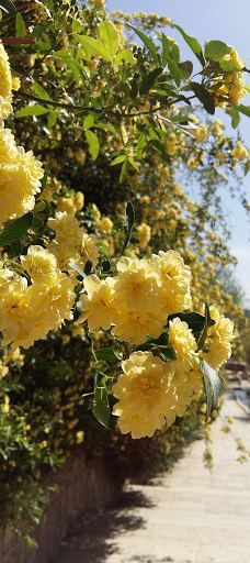 Javan Park-伊斯法罕