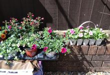 Garden Plants South Wales购物图片