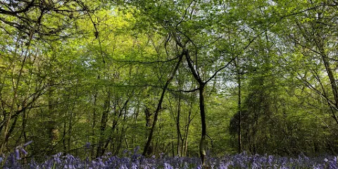 Poulton Wood Nature Reserve
