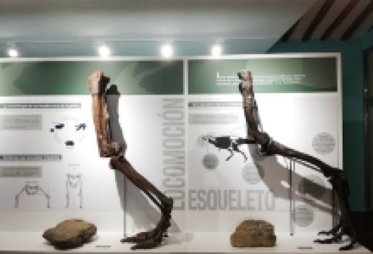 Centro Paleontológico de Enciso景点图片