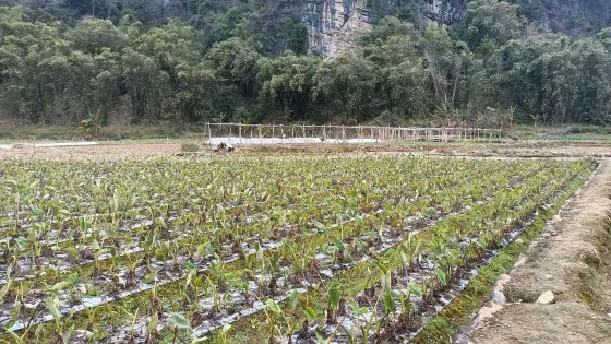 北鄉香樟森林公園