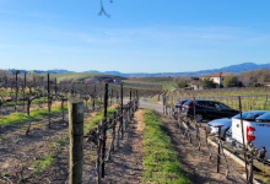 Tenuta Vineyards景点图片