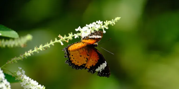 暹羅昆蟲動物園