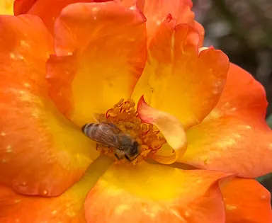 Morwell Centenary Rose Garden