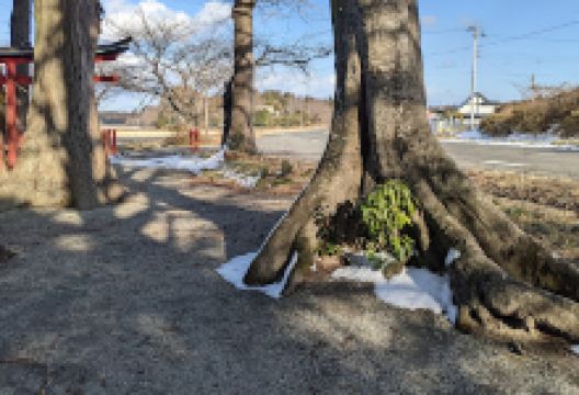 大槻神社景点图片