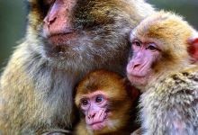 Monkey Forest景点图片