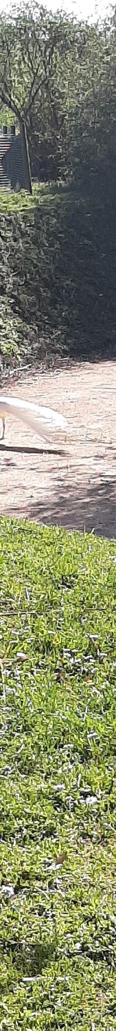 Biotropica, animal gardens-瓦德勒伊