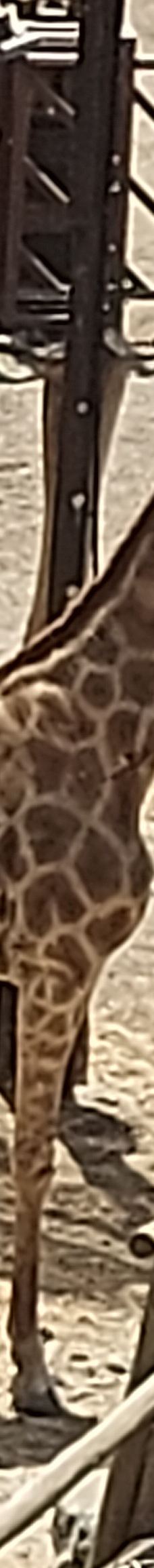 Selwo Aventura-埃斯特波纳