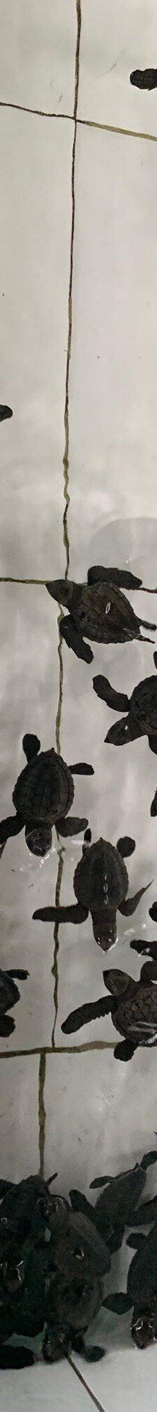 Kurma Asih Sea Turtle Conservation Center-巴厘岛