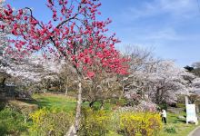 Midorigaoka Park Bridge景点图片