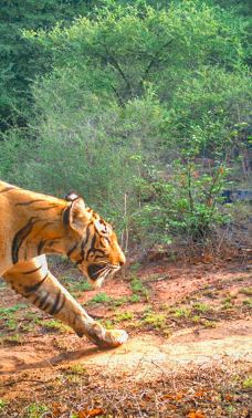 Damoh Waterfall-陶尔布尔