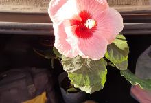 Dona Flor Vivero购物图片