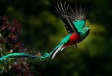 Quetzal Experts景点图片