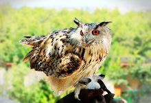Fauconnerie Les Aigles de la Sainte Baume景点图片