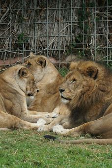 Selwo Aventura-埃斯特波纳