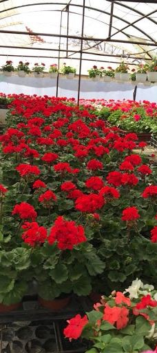 Kiss Virágkertészet, Békéscsaba-贝凯什乔包