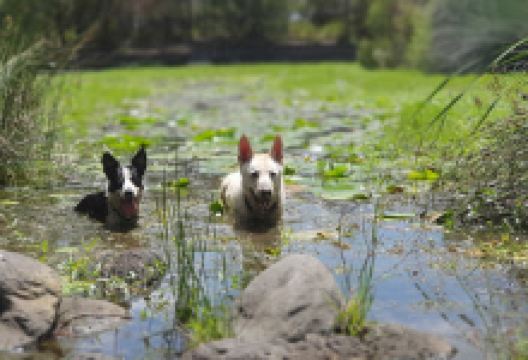 Lynbrook Park景点图片