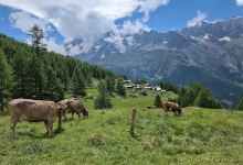 Triftbach (Saas Grund)景点图片