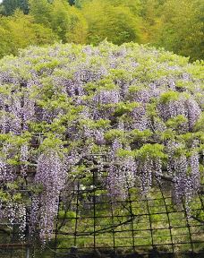 河内藤园-北九州