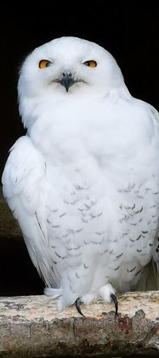Vogelpark Niendorf-蒂门多尔费尔斯特兰德