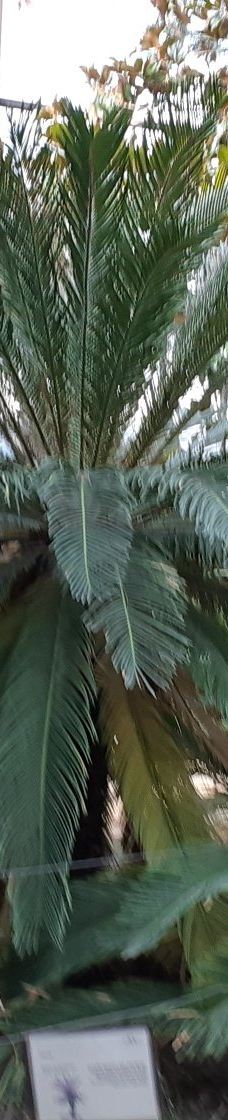 Musee des Dinosaures 'Dinosauria'-埃斯佩拉扎