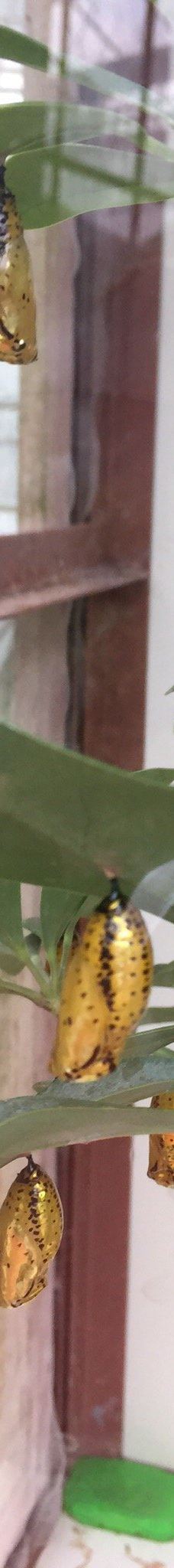 琉宫城蝴蝶园-本部町