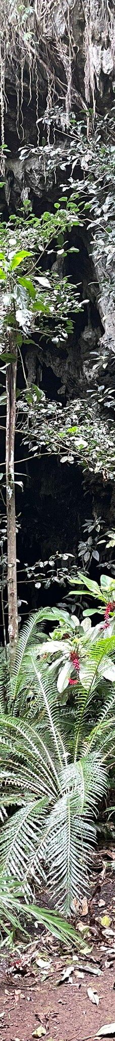 Grotte de Hortense-松树岛