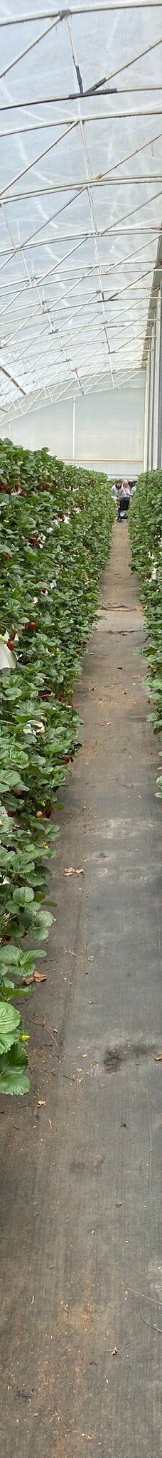 Ricardoes Tomatoes-Blackmans Point