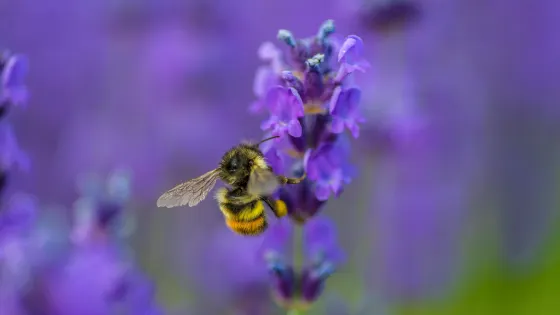 Damali Lavender & Winery