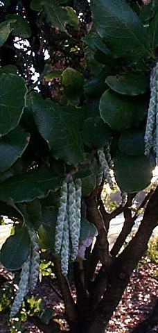 Gore Public Gardens-戈尔