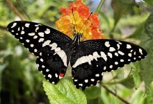 Butterfly paradise Papiliorama景点图片